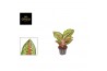 Aglaonema paradise red