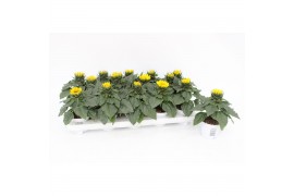 Helianthus annuus sunsation stadium 2