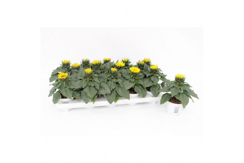 Helianthus annuus sunsation stadium 2 