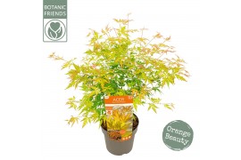Acer palmatum orange lace