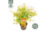 Acer palmatum orange lace