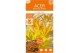 Acer palmatum orange lace 