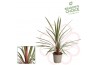 Cordyline Cordyline Red Heart 75 - 80 cm 1 pp 30 cm diameter