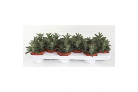 Succulenten Kalanchoë Tomentosa Minor,3 pp,