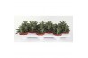 Succulenten Kalanchoë Tomentosa Minor,3 pp,