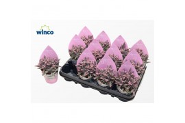 Succulenten Kalanchoe Pink Butterfly (sierra)
