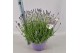 Lavandula angustifolia essence purple 