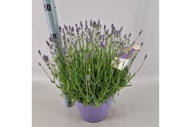 Lavandula angustifolia essence purple