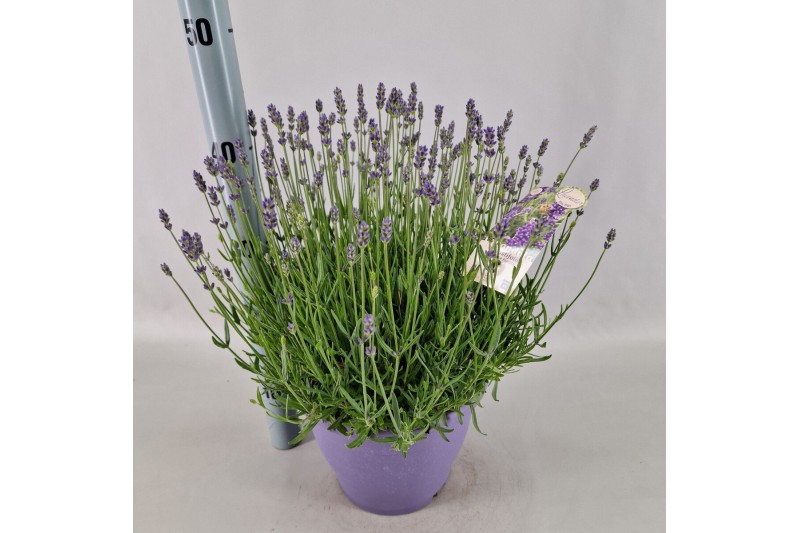 Lavandula angustifolia essence purple 