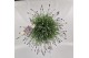 Lavandula angustifolia essence purple 