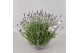 Lavandula angustifolia essence purple 
