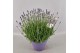 Lavandula angustifolia essence purple 