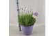 Lavandula hidcote angustifolia 