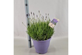 Lavandula hidcote angustifolia