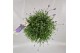 Lavandula hidcote angustifolia 