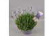Lavandula hidcote angustifolia 
