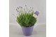 Lavandula hidcote angustifolia 
