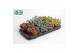 Sedum Mix 
