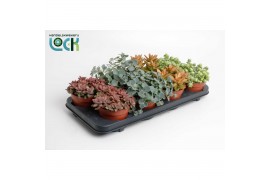 Sedum Mix