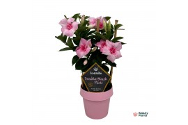 Mandevilla sundaville double blush pink Mandevilla Sundaville Double B