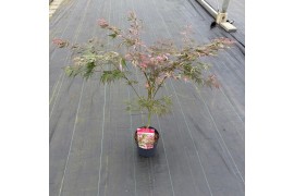 Acer palmatum extravaganza