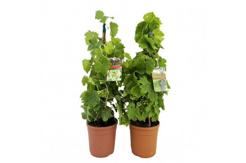 Vitis vinifera 