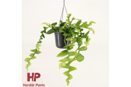 Epiphyllum chrysocardium hp