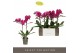 Phalaenopsis multiflora paars Exclusivo - Asian Violin - 2 tak 