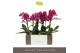 Phalaenopsis multiflora paars Exclusivo - Asian Violin - 2 tak 