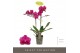 Phalaenopsis multiflora paars Exclusivo - Asian Violin - 2 tak 
