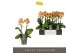 Phalaenopsis multiflora oranje Exclusivo - Juno - 2 tak 