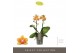 Phalaenopsis multiflora oranje Exclusivo - Juno - 2 tak 
