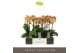 Phalaenopsis multiflora oranje Exclusivo - Juno - 2 tak 