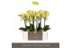Phalaenopsis multiflora geel Optimost - Hera - 2 tak 