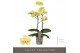 Phalaenopsis multiflora geel Optimost - Hera - 2 tak 