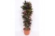Codiaeum variegatum mammi vertakt 