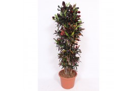 Codiaeum variegatum mammi vertakt