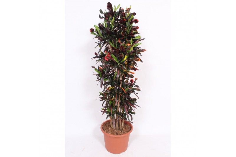 Codiaeum variegatum mammi vertakt 