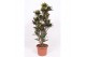 Codiaeum variegatum mammi vertakt 