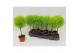 Cupressus macr. goldcrest wilma mini bol op stam 