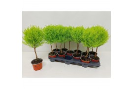 Cupressus macr. goldcrest wilma mini bol op stam