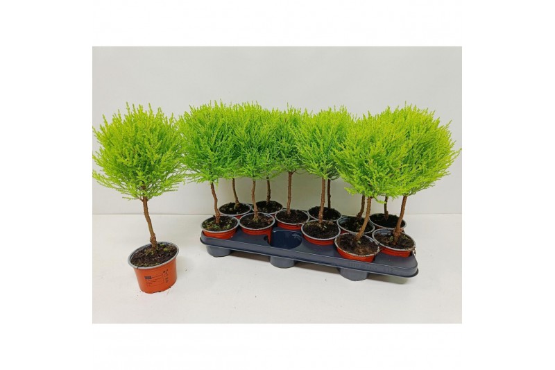Cupressus macr. goldcrest wilma mini bol op stam Cupressus macr. goldcrest wilma mini bol op stam