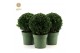 Buxus sempervirens bol 25cm 