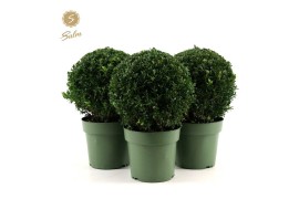 Buxus sempervirens bol 25cm