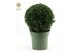 Buxus sempervirens bol 25cm 