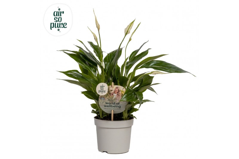 Spathiphyllum bellini 8+ bloem - AirSoPure, WOW-etiket Spathiphyllum bellini 8+ bloem - AirSoPure, WOW-etiket