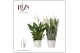 Spathiphyllum bellini 8+ bloem - Blanco hoes 