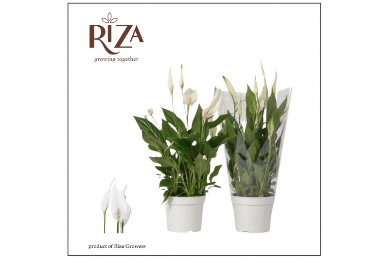 Spathiphyllum bellini 8+ bloem - Blanco hoes 