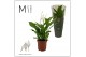 Spathiphyllum bellini 8+ bloem - Decorum 