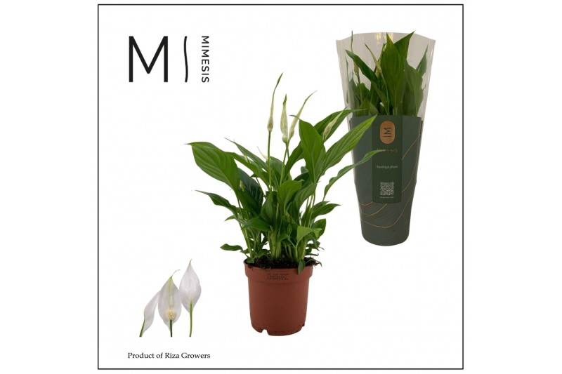 Spathiphyllum bellini 8+ bloem - Decorum 